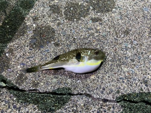 フグの釣果