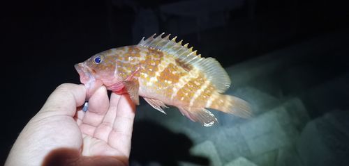 アコウの釣果