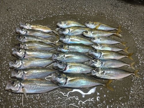 アジの釣果