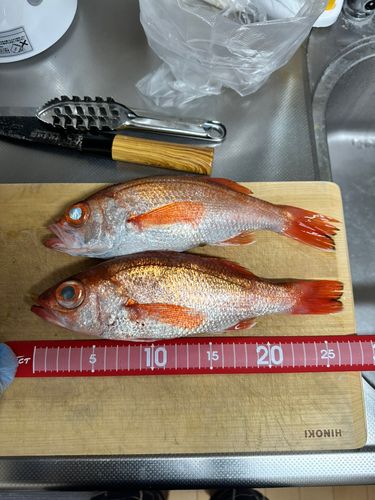 アカムツの釣果
