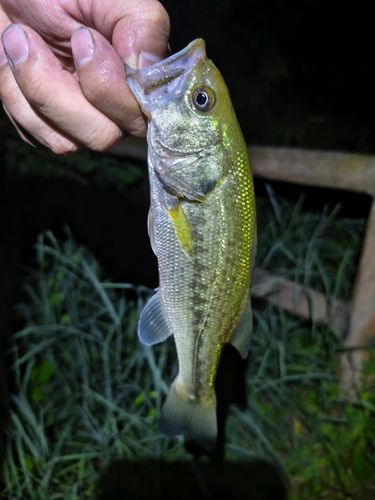 ラージマウスバスの釣果
