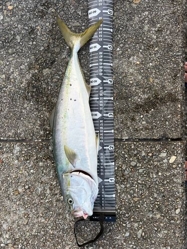 ハマチの釣果