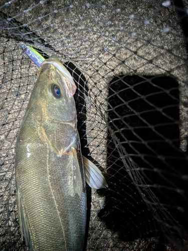 フッコ（マルスズキ）の釣果