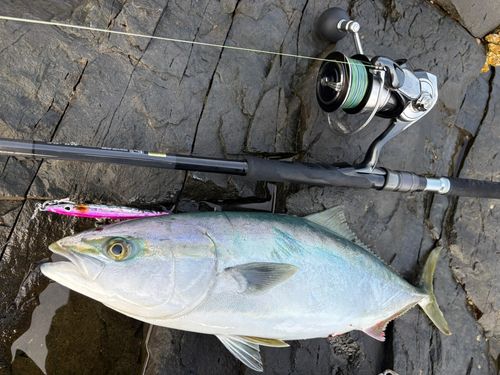 ヤズの釣果