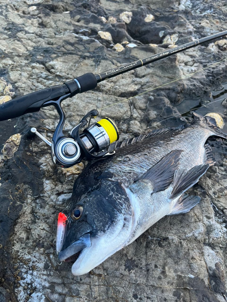DAIWA 19セルテート LT2500S-XHの最安値・インプレ・釣果 | 本音の