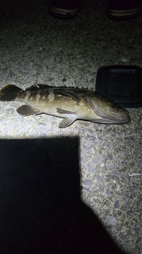 釣果