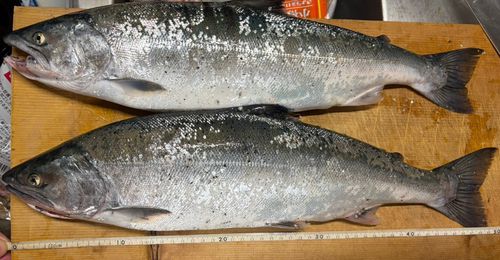 サクラマスの釣果