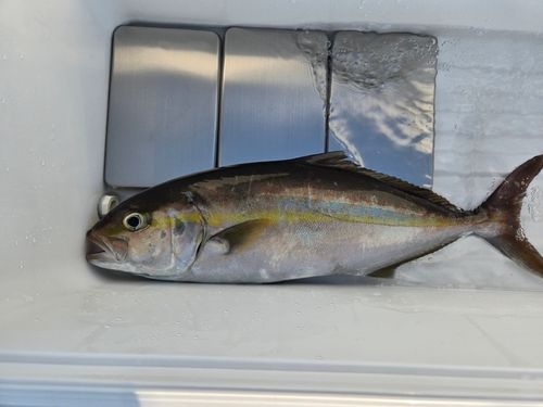 カンパチの釣果