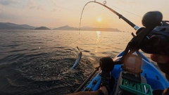エソの釣果