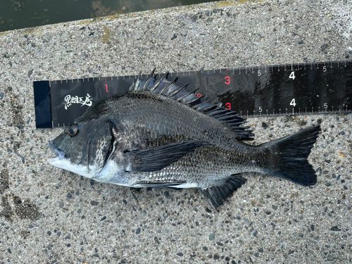 チヌの釣果