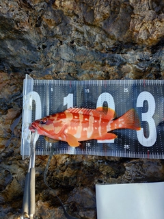 アカハタの釣果