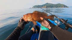 オオモンハタの釣果