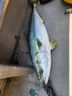 ワラサの釣果