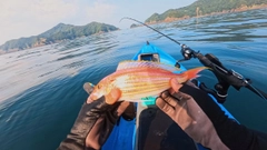 イトヨリダイの釣果
