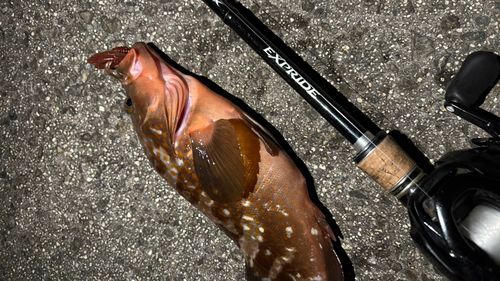 アコウの釣果