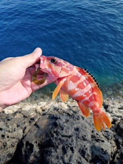 アカハタの釣果