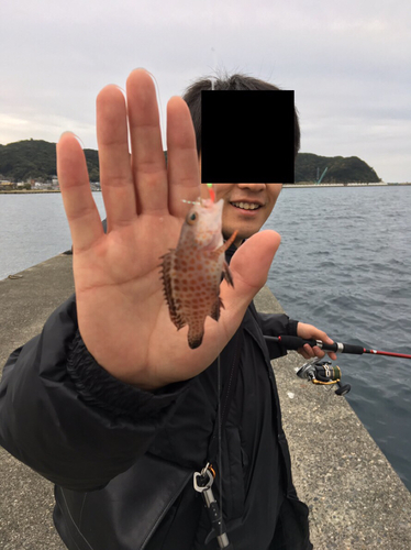 オオモンハタの釣果