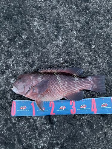 コブダイの釣果