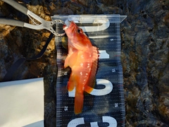 アカハタの釣果