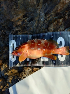 アカハタの釣果