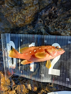 アカハタの釣果
