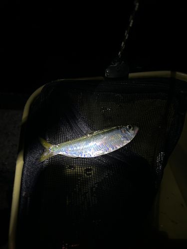 サッパの釣果