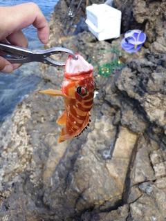 アカハタの釣果