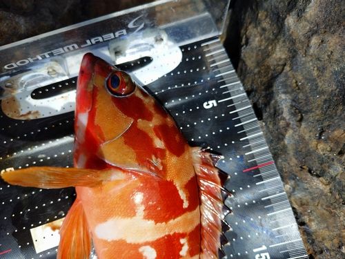 アカハタの釣果