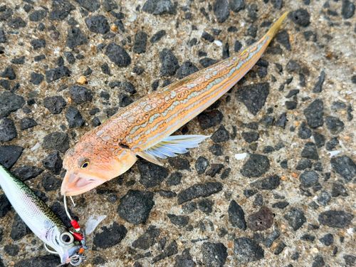 オキエソの釣果