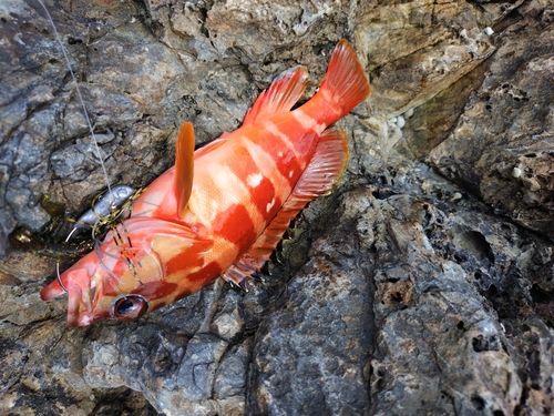 アカハタの釣果
