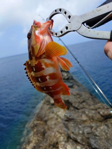 アカハタの釣果