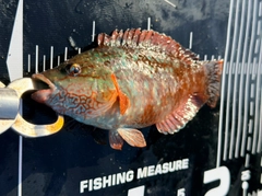 ホシササノハベラの釣果