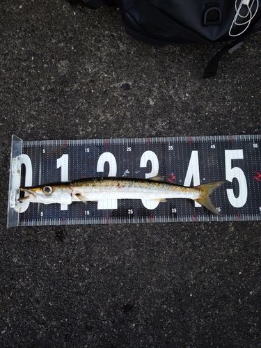 カマスの釣果