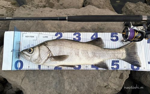 ヒラスズキの釣果