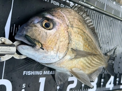 ヘダイの釣果