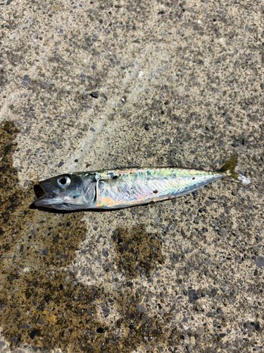 サバの釣果