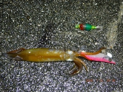 スルメイカの釣果