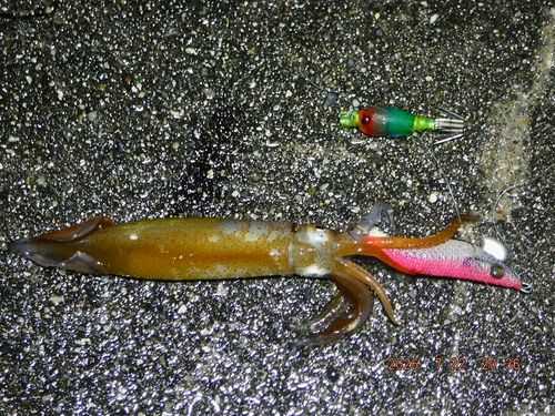 スルメイカの釣果