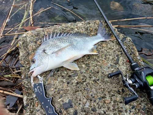 海無し県のチニンガー さんの 2026年07月19日のシーバスの釣り・釣果