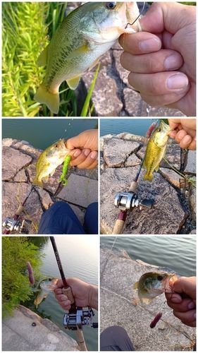 ブラックバスの釣果