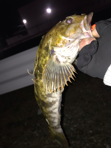 アイナメの釣果