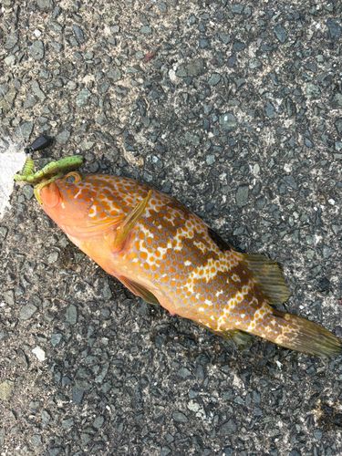 アコウの釣果