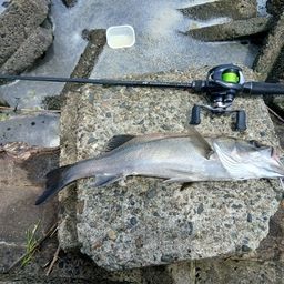 海無し県のチニンガー さんの 2026年07月19日のシーバスの釣り・釣果
