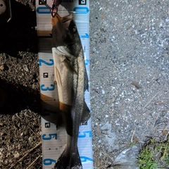 スズキの釣果