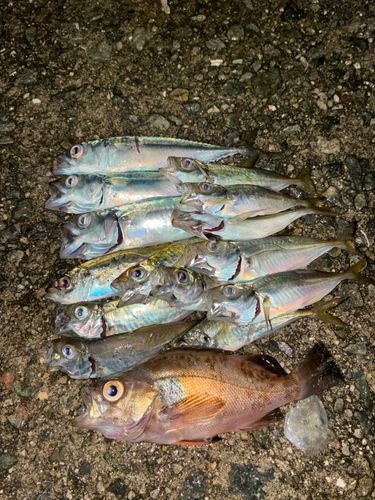 アジの釣果