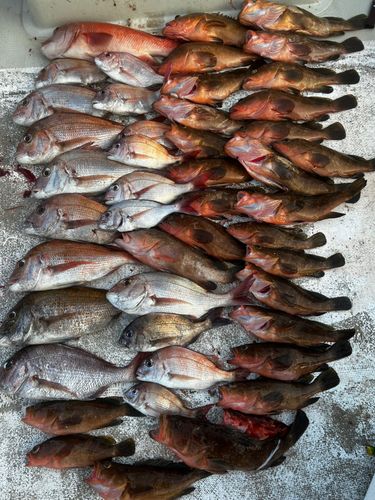 マダイの釣果