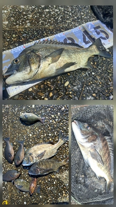 クロダイの釣果