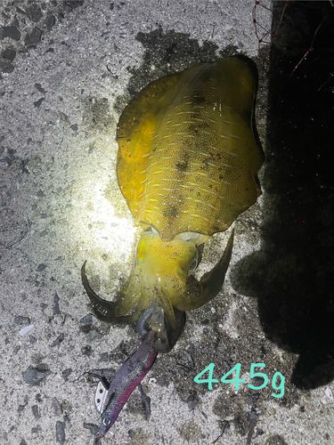 アオリイカの釣果