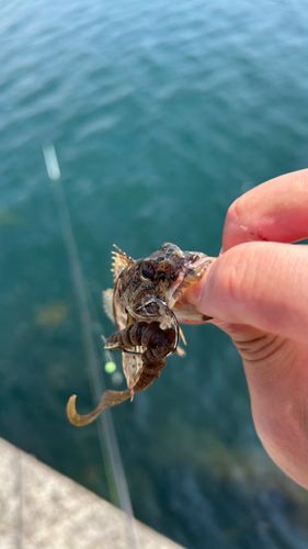 アナハゼの釣果