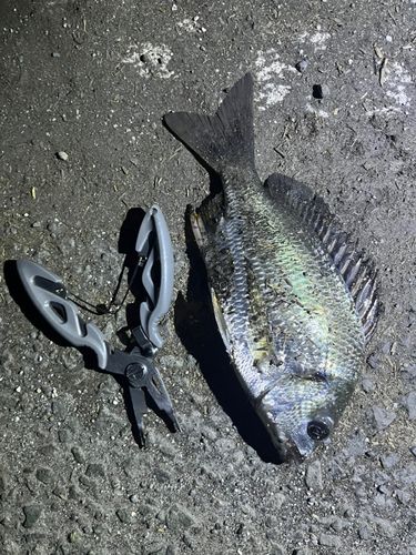 キビレの釣果